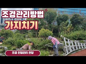 조경관리현장 조경수 가지치기 하는 이유