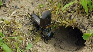 Field cricket (Gryllus campestris) sound, insect stridulating at the burrow