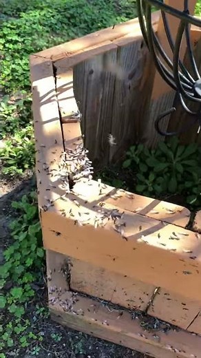 On the Job - Termite Swarm
