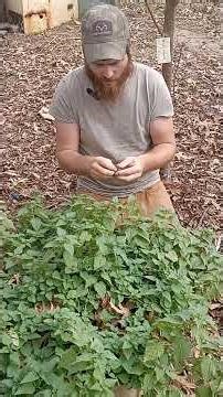 🌿🔥 EATING STINGING NETTLES RAW?!Yes… and it won’t sting you! 👀✨#stingingnettle