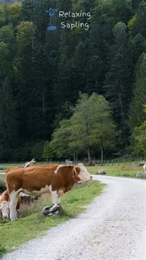 Relaxing Cows and Cattle 🐄🐮 - Relaxing Sapling