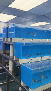 TMC Reef Salt - A great salt mix for the new Aquarist designed to create perfectly natural and balanced reef conditions in the home aquarium. Phosphate and nitrate free. Tropic Marin Reef-Salt creates the ideal environment for the care of fish, corals and other invertebrates in modern reef aquaria. Use saltwater prepared with Reef-Salt for regular water changes in your saltwater aquarium, to start a new aquarium and to re-balance the pH of the tank. KH: 7-8 °dH Ca: 420-440 mg/l Mg: 1300 – 1400 m