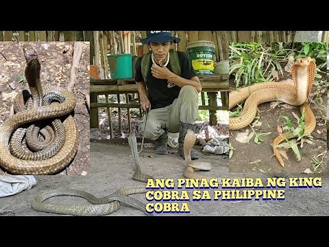 KING COBRA AT ANG PHILIPPINE COBRA.