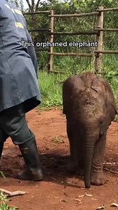 4.3K views · 292 reactions | Helping orphaned elephants recover from physical and emotional injuries is one crucial way we can save elephants. But, the work doesn’t stop at rescue | Save Elephant's | Facebook