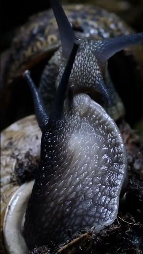 🐌 It's Snail Sex Time 🐌 | Deep Look #Shorts