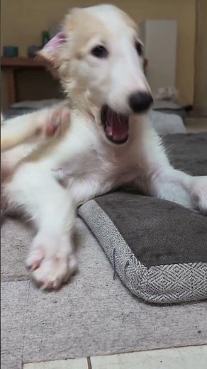 60-Day-Old Borzoi Puppy Grooming Himself 6.1 kg #puppy #cute #pets