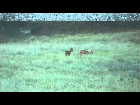 Accouplement Chevreuil / Août - Rut 2013