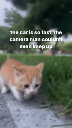 this kitten unlocked MAX speed 😭🐱 #shorts #cats
