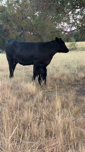 Miss BlackCap Delivers a 62-LB Angus Bull Calf! | Pride Ranch Calving Season