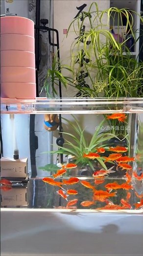 Unbreakable Ultra-Clear Fish Tank Setup! Budget Friendly Aquarium Kit 🐟#AquariumSetup #FishTank