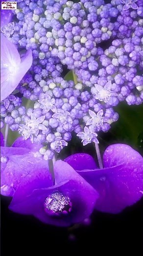 ソニーαカメラ設定：9割が知らないアジサイをフワトロ撮影！ #紫陽花 #photoshop ＃ソニーα ＃ピクセルシフトマルチ #マルチショットNR