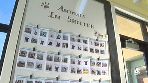 Local animal shelters encouraging pet adoptions to limit overcrowding