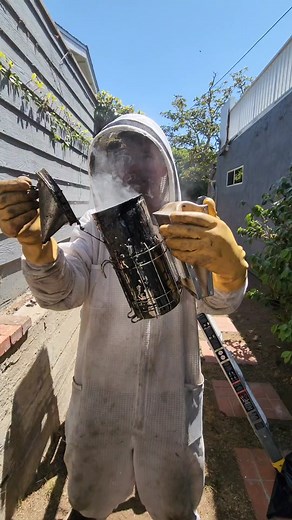 this bee rescue was EVENTFUL! 30k bees, multiple queens and... mutiny 😳 #beetok #bees #construction #contractor #beekeeper #animals #nature #mutiny #queenbee