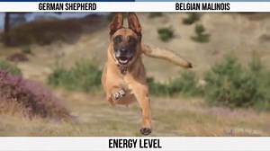 German Shepherd VS Belgian Malinois | K9 Warrior