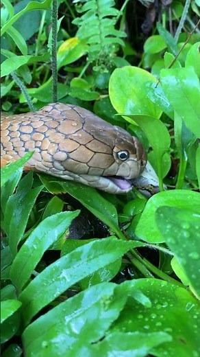 King cobra eating a python on the swamp