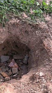 Hidden UNDERGROUND Eastern Yellow Jacket colony had to he removed! #fyp #viralvideos #hornetking #viral #Yellowjackets #wasp | Hornet King LLC
