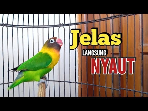 DENGARKAN SAJA Lovebirdmu Pasti BUNYI, Suara Burung Lovebird Ngekek Panjang MANTAB Buat Pancingan