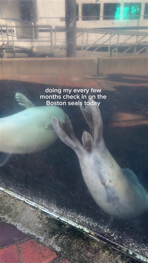 Exploring the New England Aquarium: A Boston Must-Visit