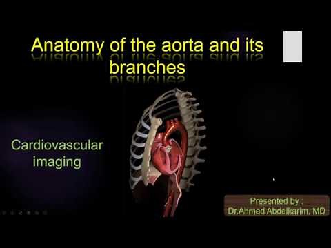2-Anatomy of the aorta and its branches