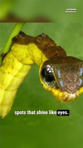 Sphinx Hawk Moth Caterpillar, The Snake Pretender