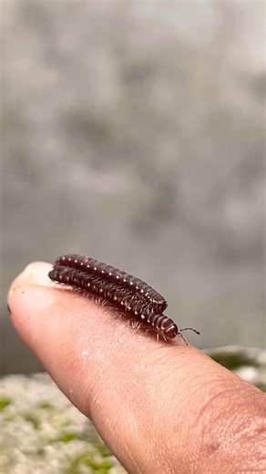 Caterpillar Walking Slowly 🐛✨ | Nature Short #trending