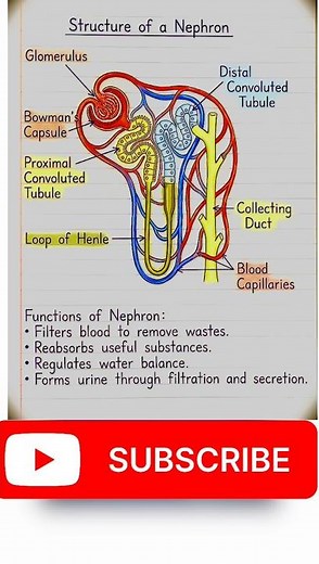 Nephron Structure Explained | Parts & Function Easy