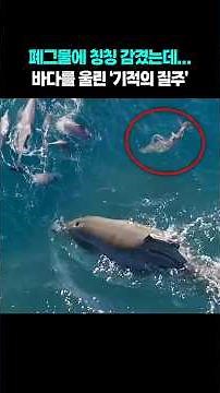 "Don't give up"… Baby dolphin survives 87 days, miraculous return #shorts