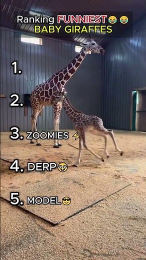 TOP 5 BABY GIRAFFES