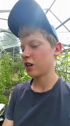 How the tomato plants are doing #growing #delicious #gardening #explanation