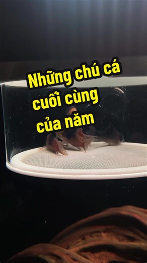 Chào mừng các em đến với thuỷ cung của anh #sonthuysinhchualanh #thuysinh #cw51 #corydorastank #aquariums