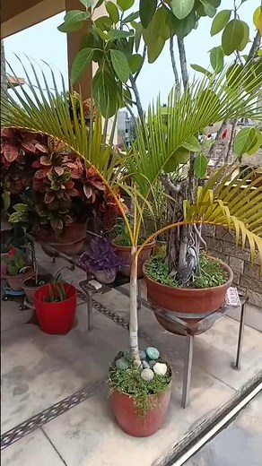 🌿 Areca Palm Plant Care Tips | Beautiful Indoor Plant #Shorts #ArecaPalm #PlantCare #GardenLife