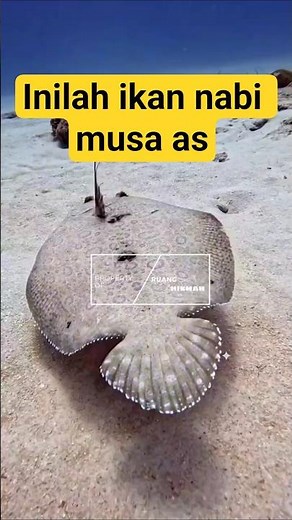 🐟 This is the Fish of Prophet Moses Mentioned in the Quran!