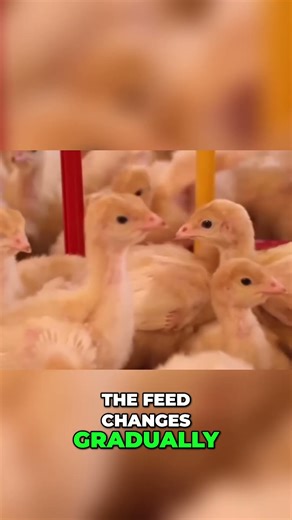 Turkey Growth Secrets Nutrient Mix & Care Revealed!