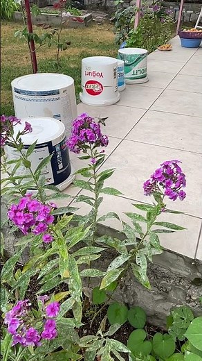 Hummingbird Hawk-Moth Feeding from Flowers