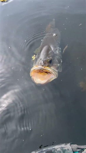 GIANT Big Bass Lunker Caught! Caddo Lake Kayak Fishing 2026 | Kayak Series Action