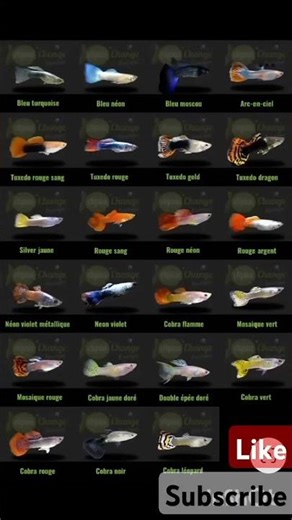 All varietys guppy fish#all guppy types#all guppy species#shorts #shortsfeed #viralshorts