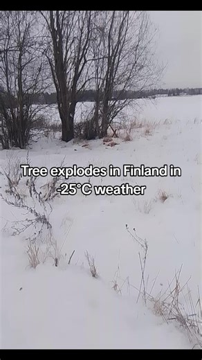 Tree Explodes in Finland's Extreme Cold Weather