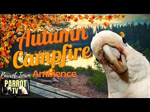 Autumn Campfire Sounds | 2+Hrs Cozy Calm Fall Season Nature Ambience | Parrot TV for Your Bird Room🍁