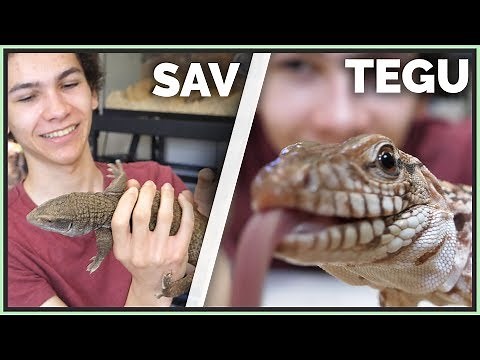 Why Tegus Are Better Than Savannah Monitors