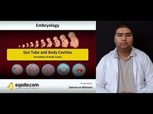 Gut Tube and Body Cavities | Formation Of Body Cavity