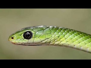 Green Snakes
