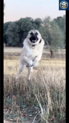 Monster Kangal in Action: The Beast Unleashed!