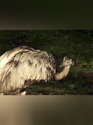Part 19 Wild emus enjoying their natural habitat#wildanimals #nature #wildlife #animals #naturelovers