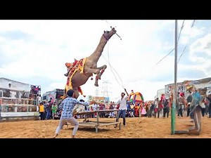 Rodeo Vibes + Folk Beats | Indian Camel Magic for USA Viewers | Trending 2025