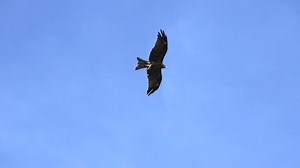falcon bird flying in slow motion. hawk eagle close up. wildlife animal background