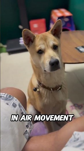 Why Dogs Have Whiskers (The Hidden Sensory Power of Dog Whiskers)
