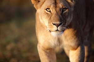 10 Animals That Changed History