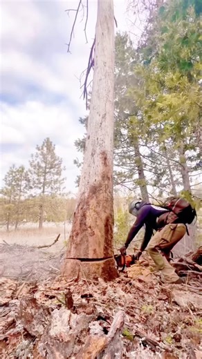 A Day in the Life of an American Logger Experience