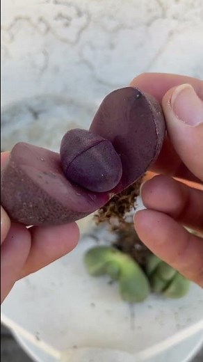 Planting Pleiospilos nelii also known as split rock plant