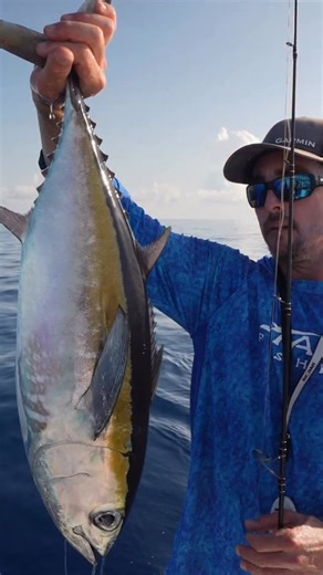 Nick Stanczyk on Instagram: "@fishverify keeping us up to date on the fishing rules and regs! Limits on Blackfin Tuna is a common question I get! It’s 2 per person or 10 per boat, whichever is greater! Stay up to date with the current rules by using the @fishverify app and don’t forget their automatic AI fish identification feature that identifies what you caught as soon as you take a picture of it! #fishverify"
